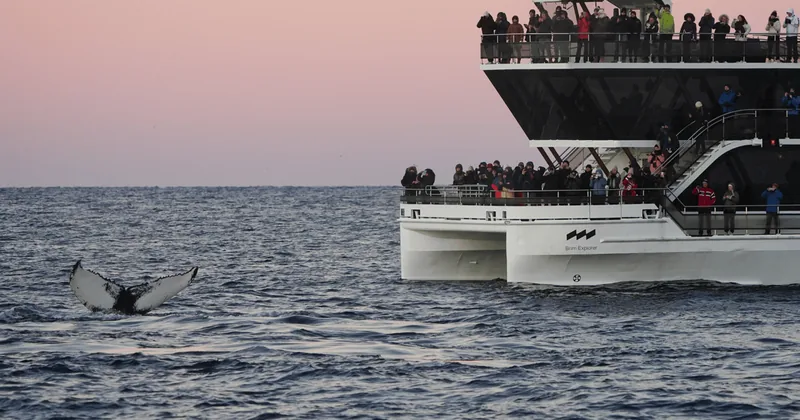 Whale Watching by Hybrid-Electric Boat